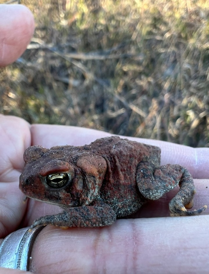 Dwarf American Toad